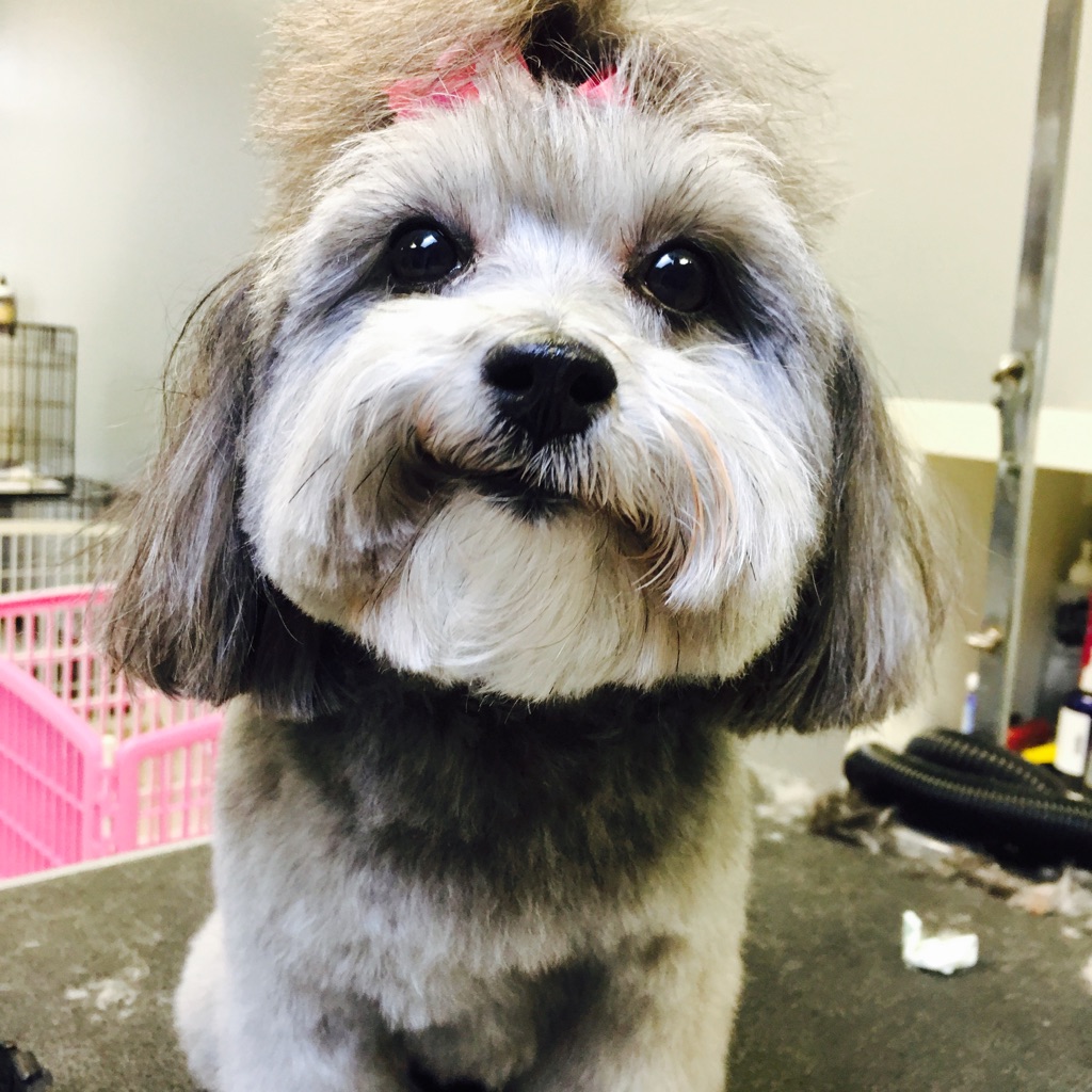 Grooming with Love — photo