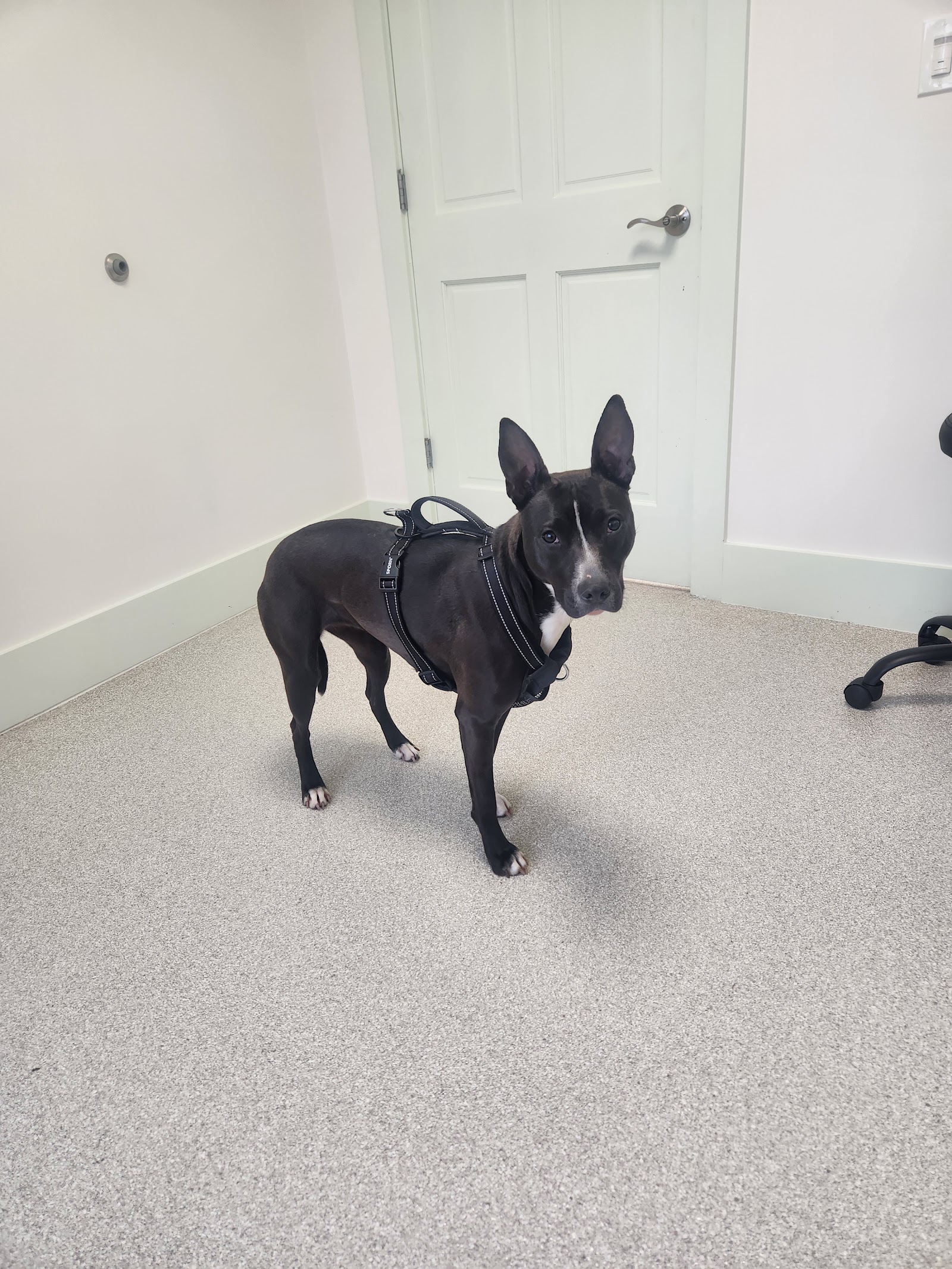 Poppy Hill Vet in Berkley